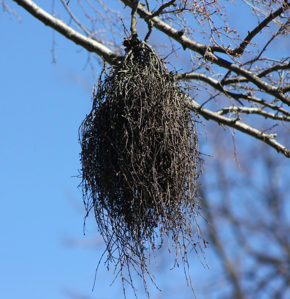 Image of genus Betula specimen.