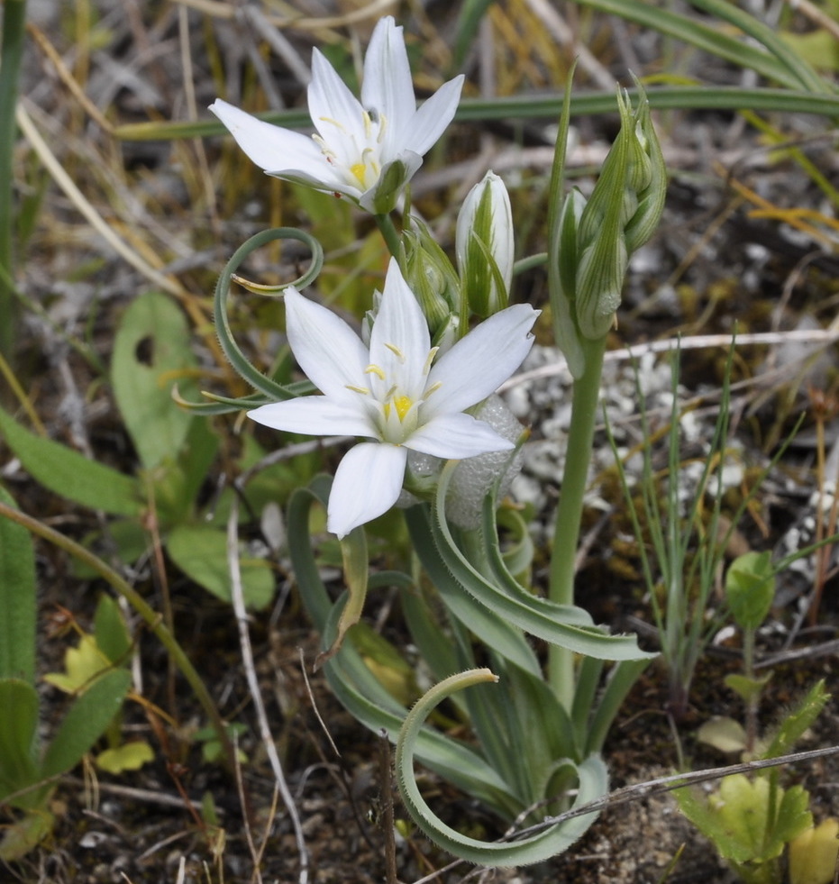 Изображение особи Ornithogalum comosum.