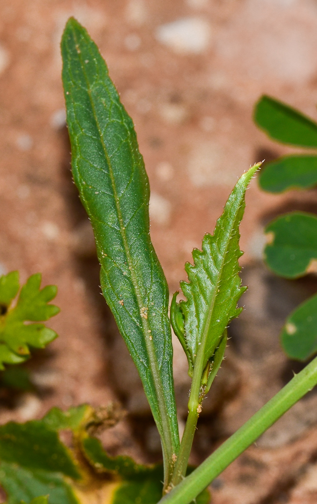 Image of Sinapis alba specimen.