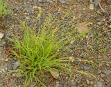 Carex leucochlora