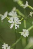 Silene italica