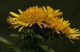 Inula britannica. Соцветия. Молдова, Криулянский р-н, окр. с. Слободзея-Дужка, пойма р. Днестр. 20.07.2014.