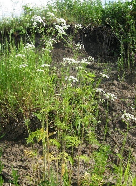 Image of Chaerophyllum prescottii specimen.