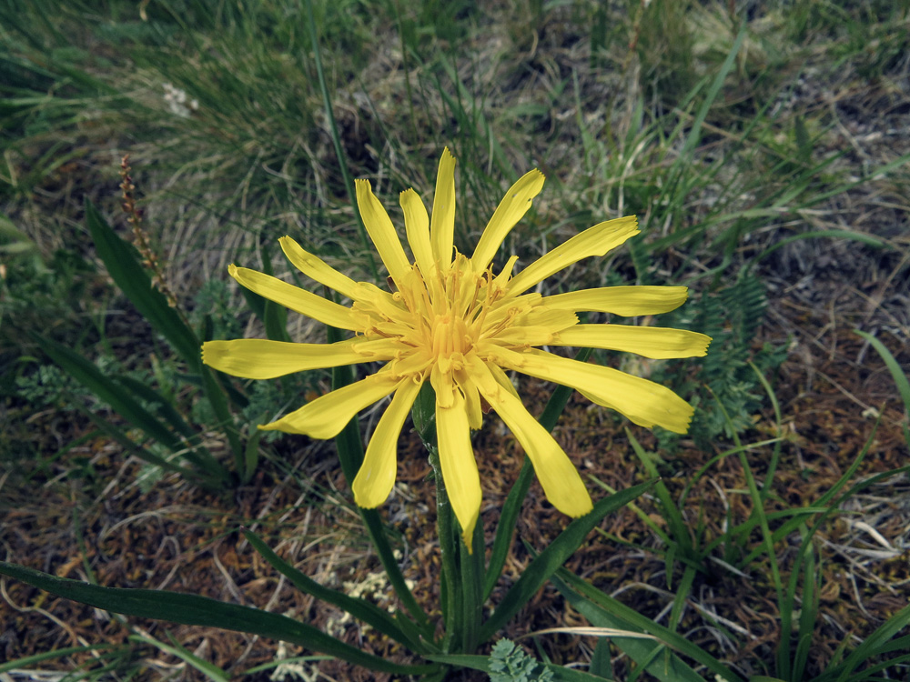 Image of Scorzonera radiata specimen.