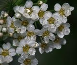 Spiraea &times; arguta