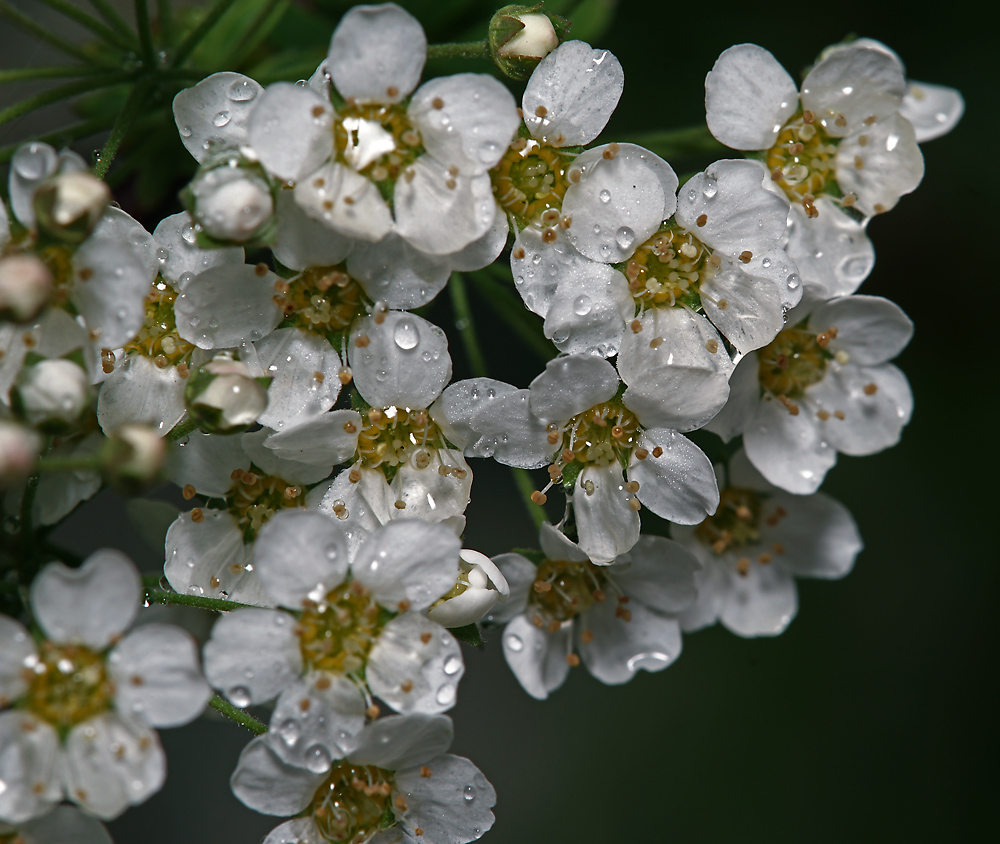 Image of Spiraea &times; arguta specimen.