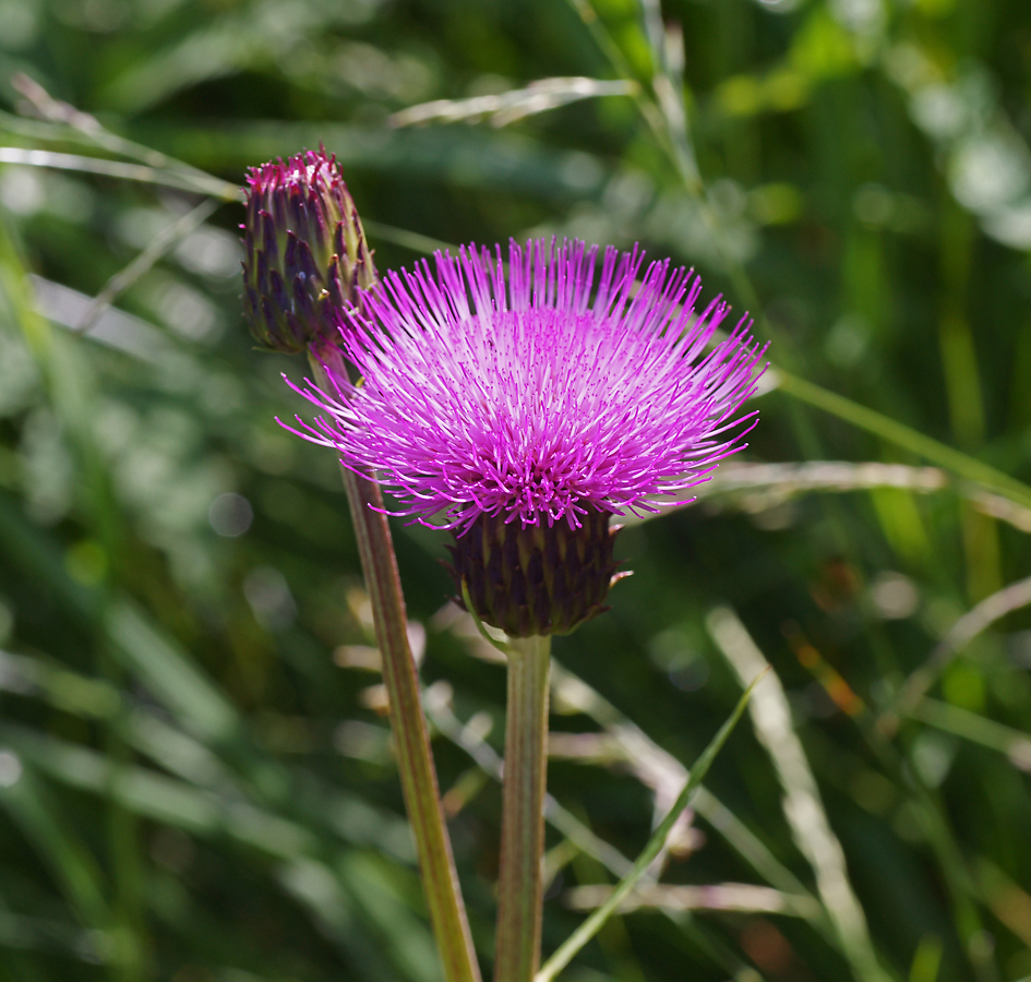 Изображение особи Cirsium heterophyllum.