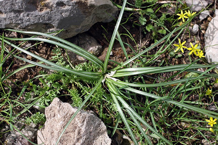 Image of Crocus alatavicus specimen.