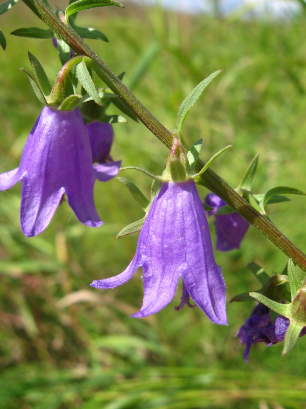 Изображение особи Campanula rapunculoides.