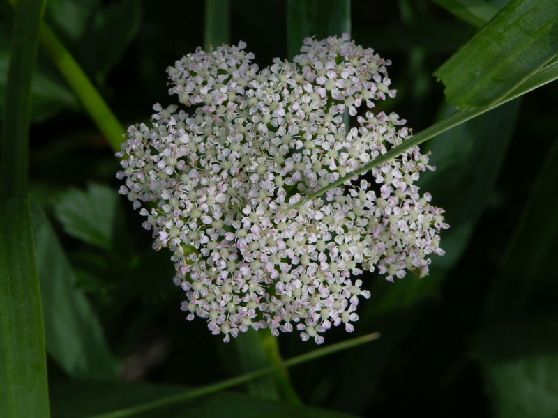 Image of Ligusticum scoticum specimen.