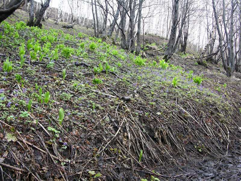 Изображение особи Corydalis ambigua.