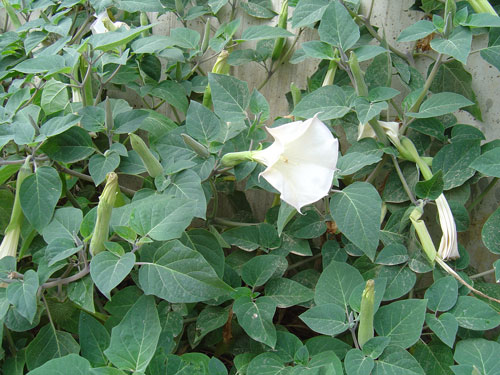 Image of Datura innoxia specimen.