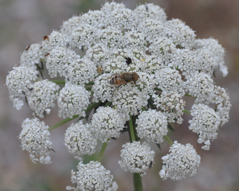 Image of Daucus carota specimen.