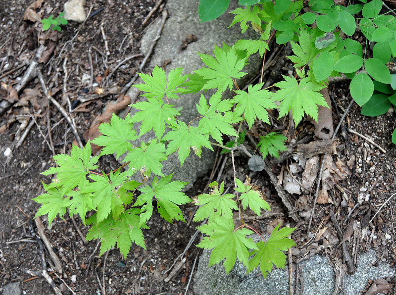 Image of Acer pseudosieboldianum specimen.