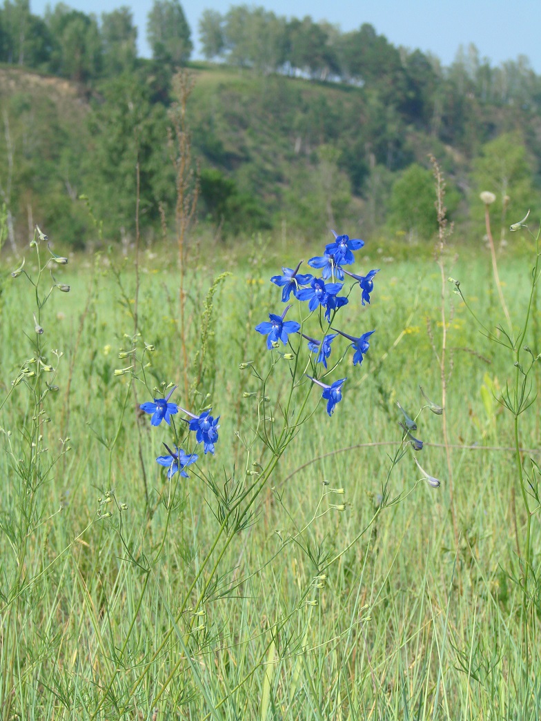 Изображение особи Delphinium grandiflorum.