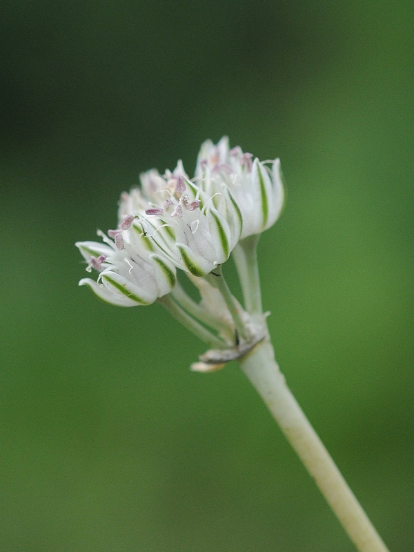 Image of Allium filidens specimen.