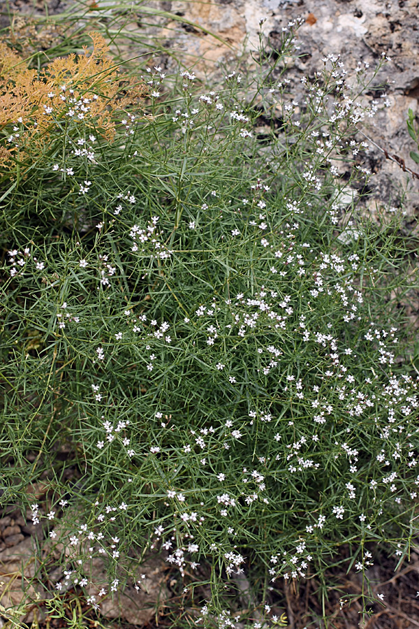 Image of Acanthophyllum gypsophiloides specimen.