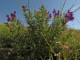 Scutellaria baicalensis