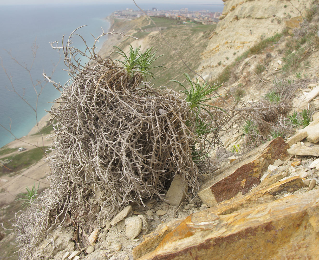 Image of Lamyra echinocephala specimen.