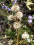 Ligularia alpigena