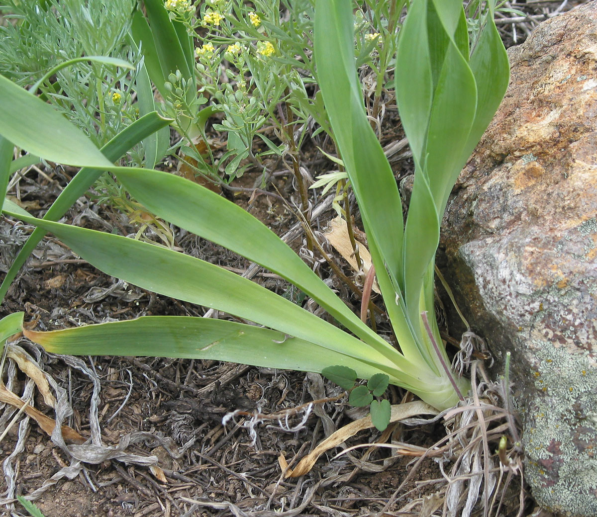 Изображение особи Allium nutans.