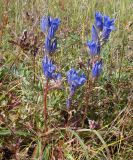 Gentiana decumbens