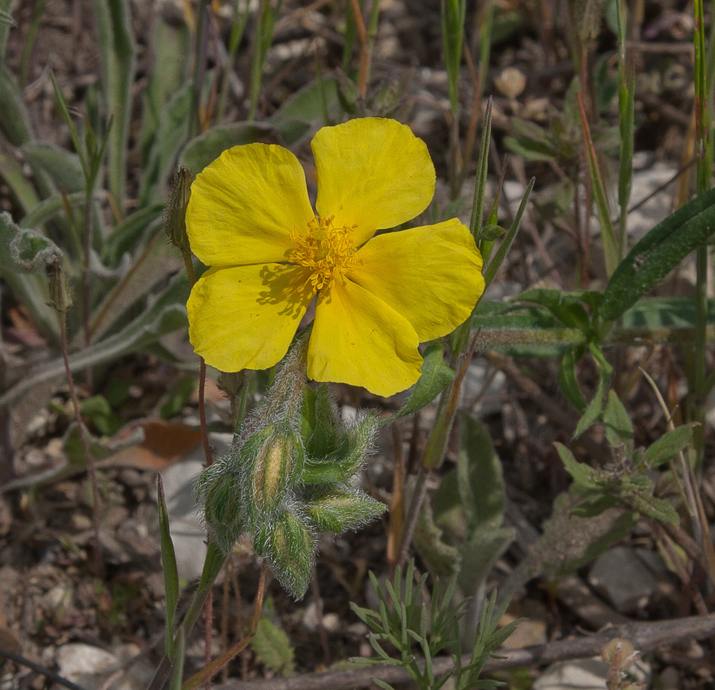 Image of genus Helianthemum specimen.