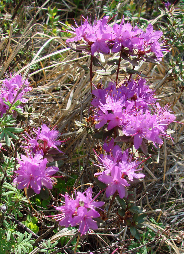 Image of Rhododendron parvifolium specimen.