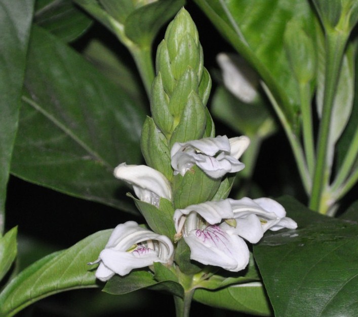 Image of Justicia adhatoda specimen.