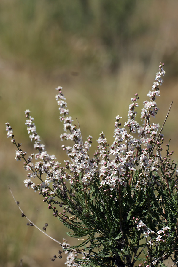 Image of Spiraeanthus schrenkianus specimen.