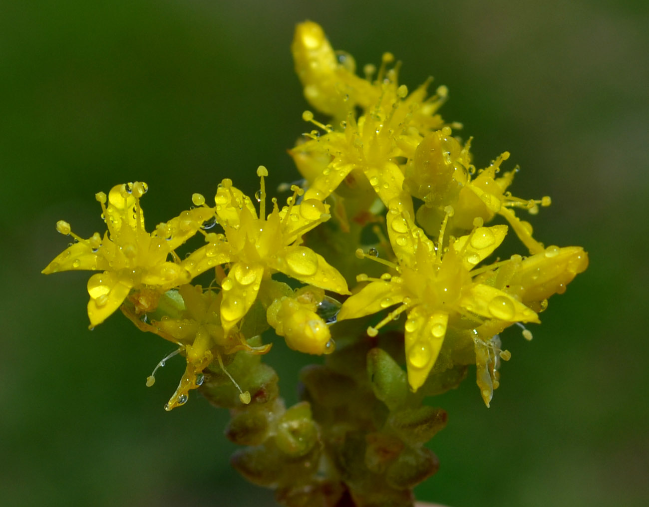 Изображение особи Sedum acre.