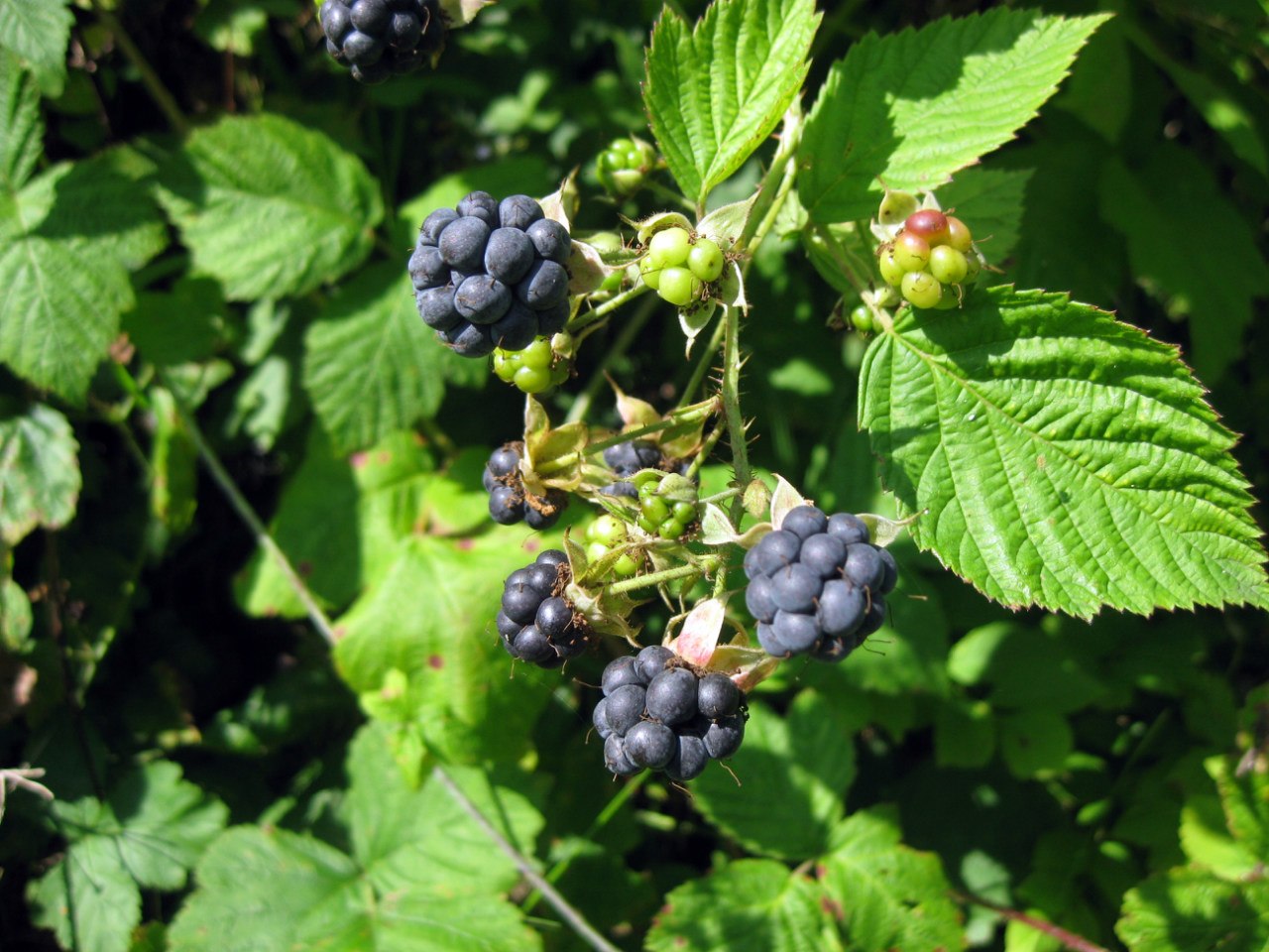 Image of Rubus caesius specimen.