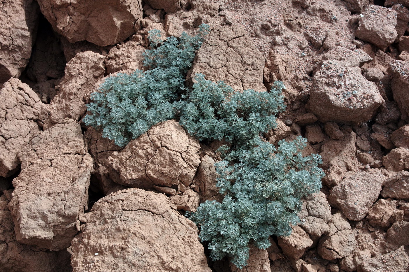 Image of genus Artemisia specimen.