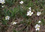 Cerastium alpinum. Цветущие растения. Кольский п-ов, Восточный Мурман, Дальние Зеленцы, берег губы Дальнезеленецкая. 05.07.2011.