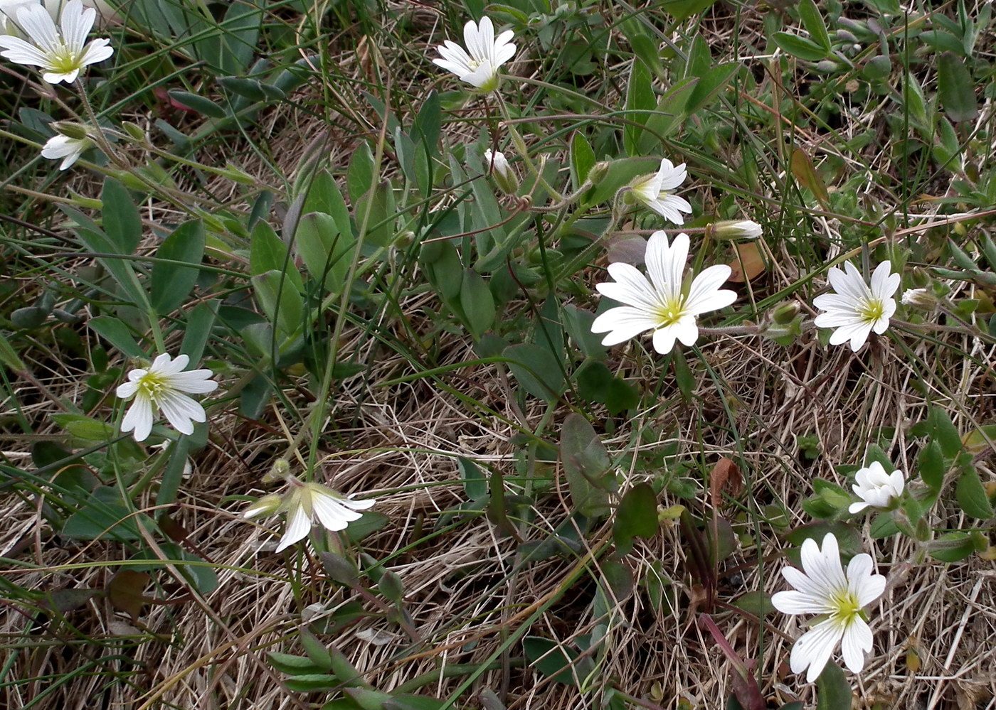 Image of Cerastium alpinum specimen.