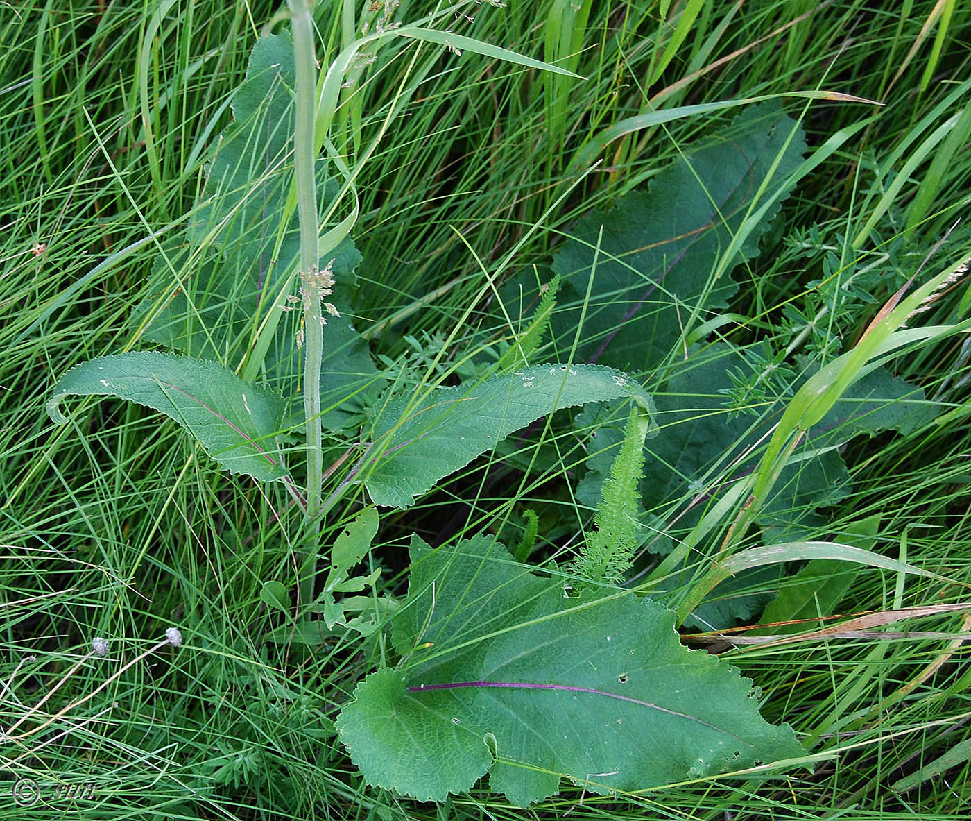 Image of Salvia nutans specimen.