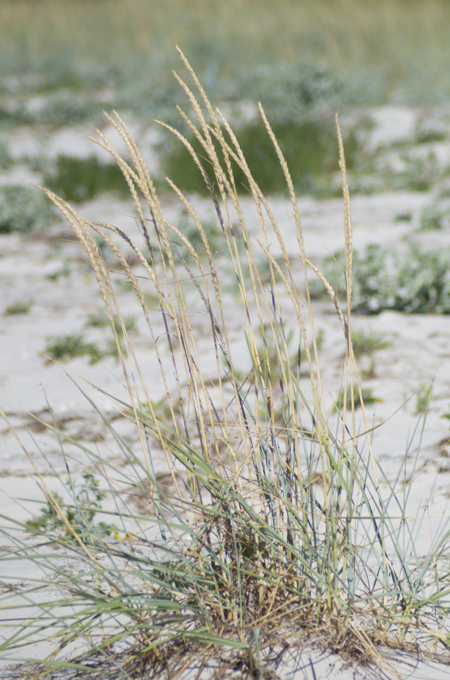 Image of Leymus racemosus ssp. sabulosus specimen.