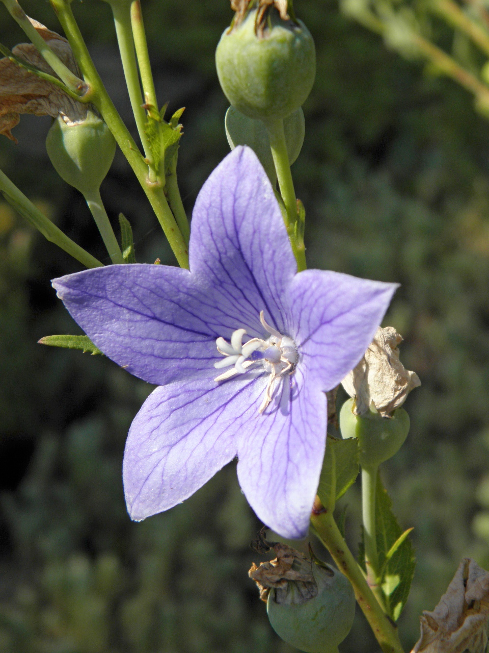 Image of Platycodon grandiflorus specimen.