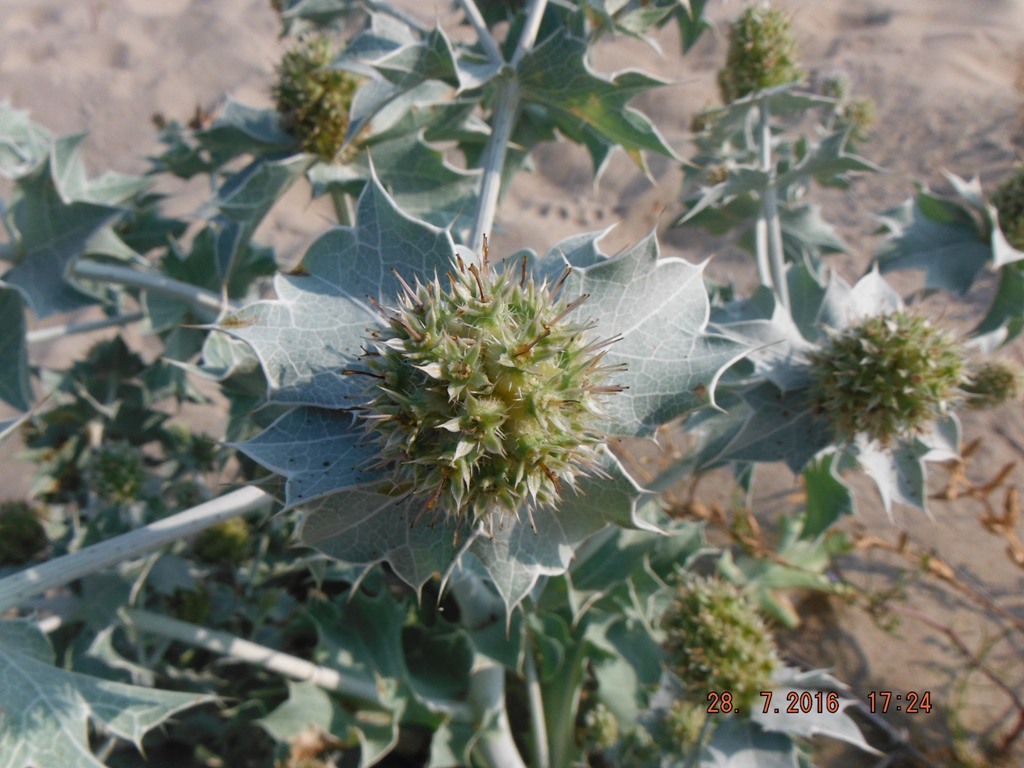 Изображение особи Eryngium maritimum.