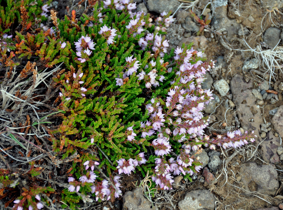 Изображение особи Calluna vulgaris.