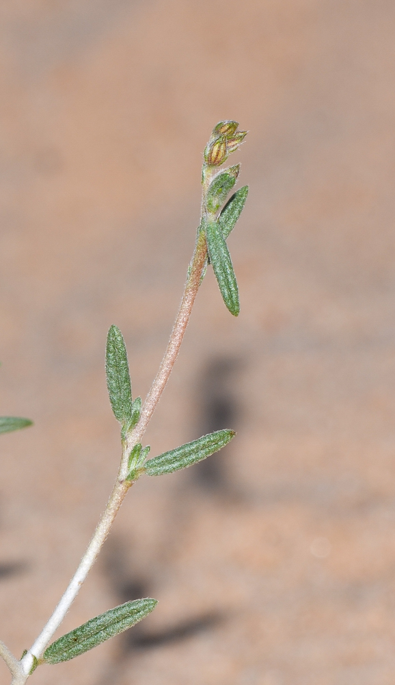 Изображение особи Helianthemum lippii.