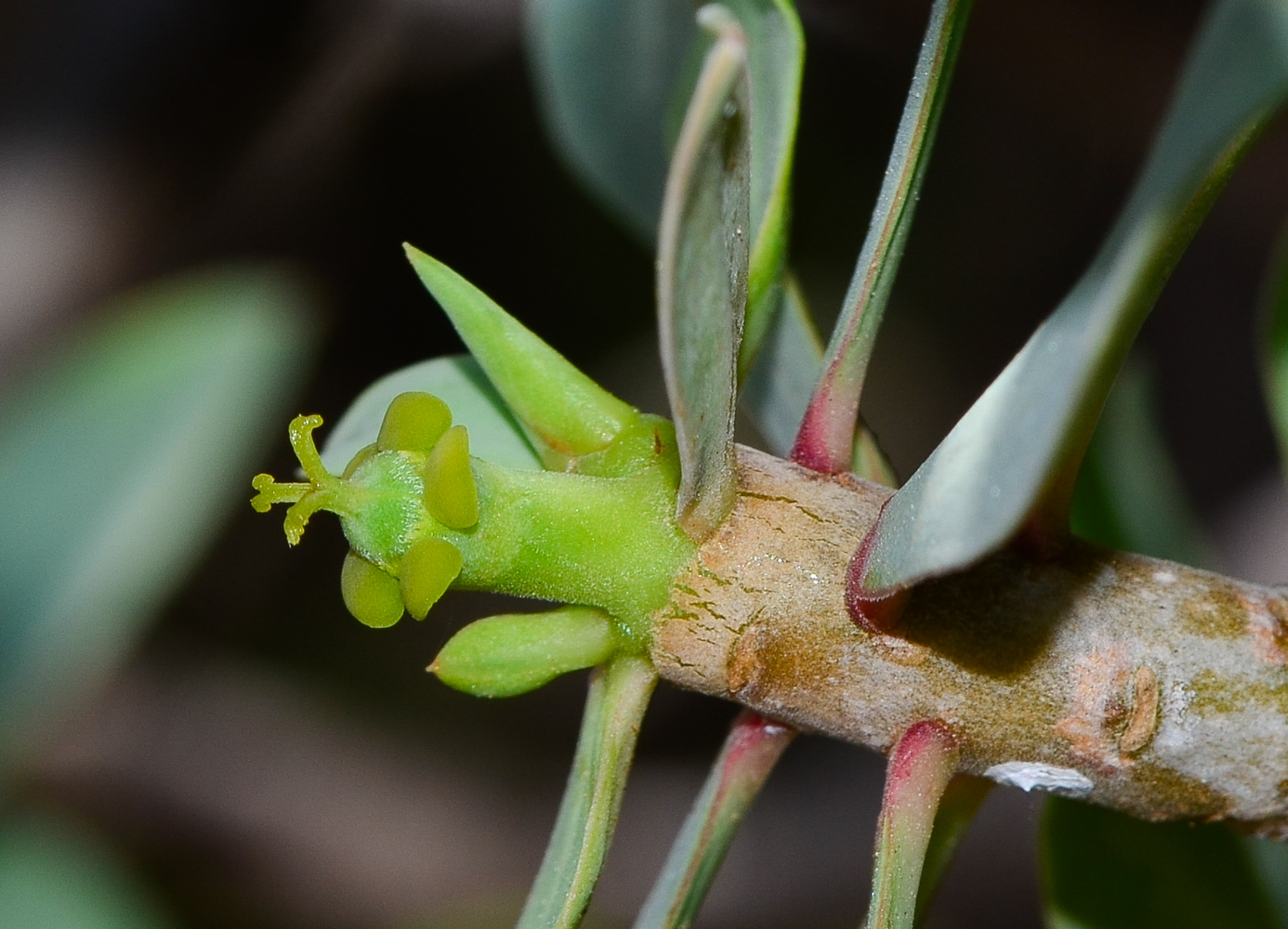 Image of Euphorbia balsamifera specimen.