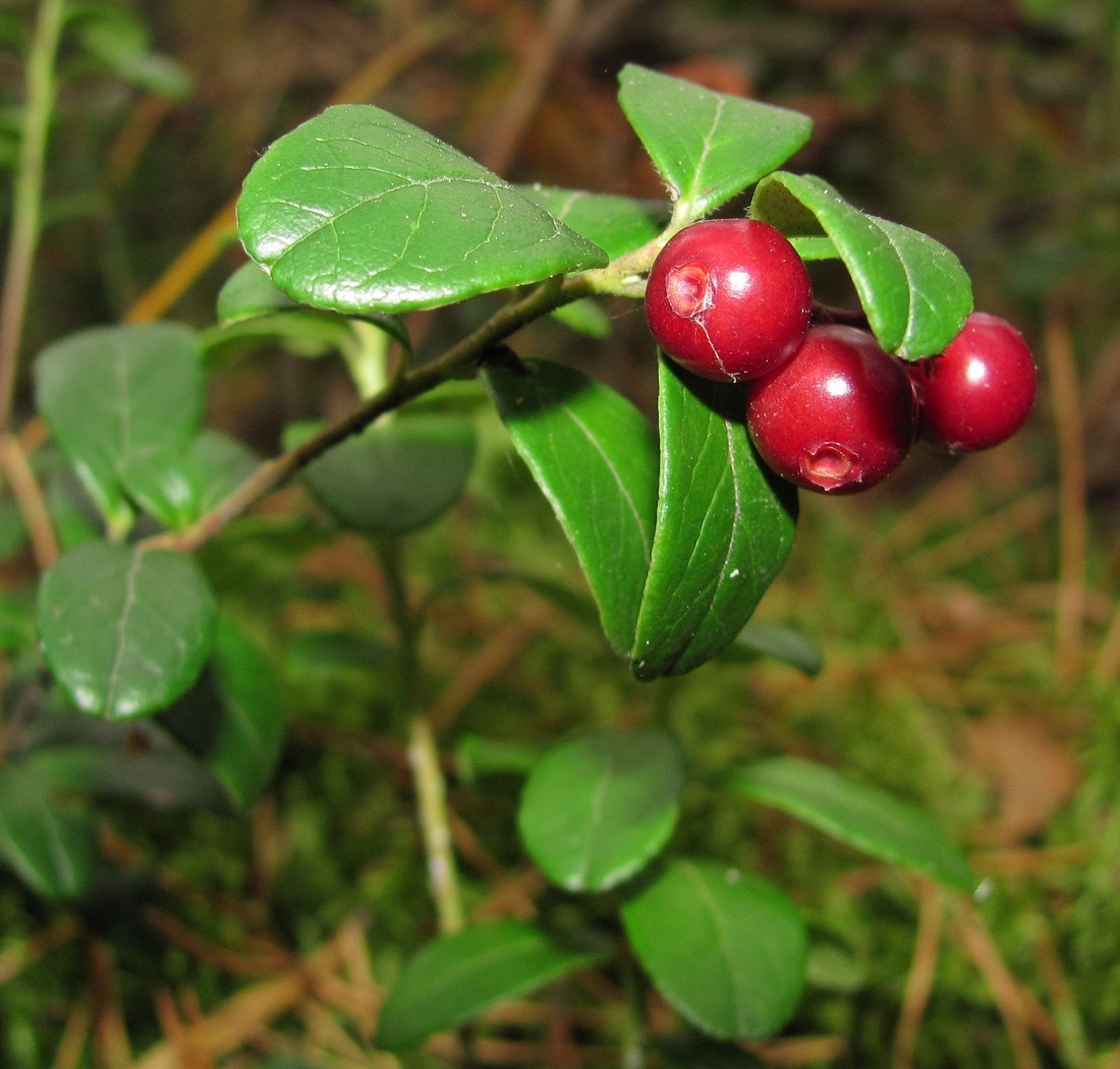 Image of Vaccinium vitis-idaea specimen.