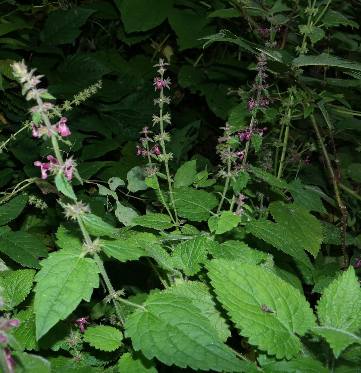 Изображение особи Stachys sylvatica.