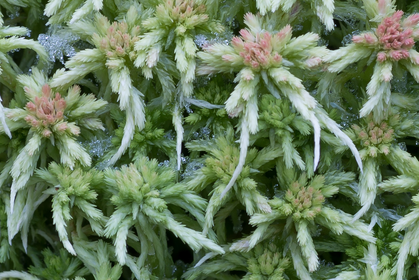 Image of Sphagnum russowii specimen.