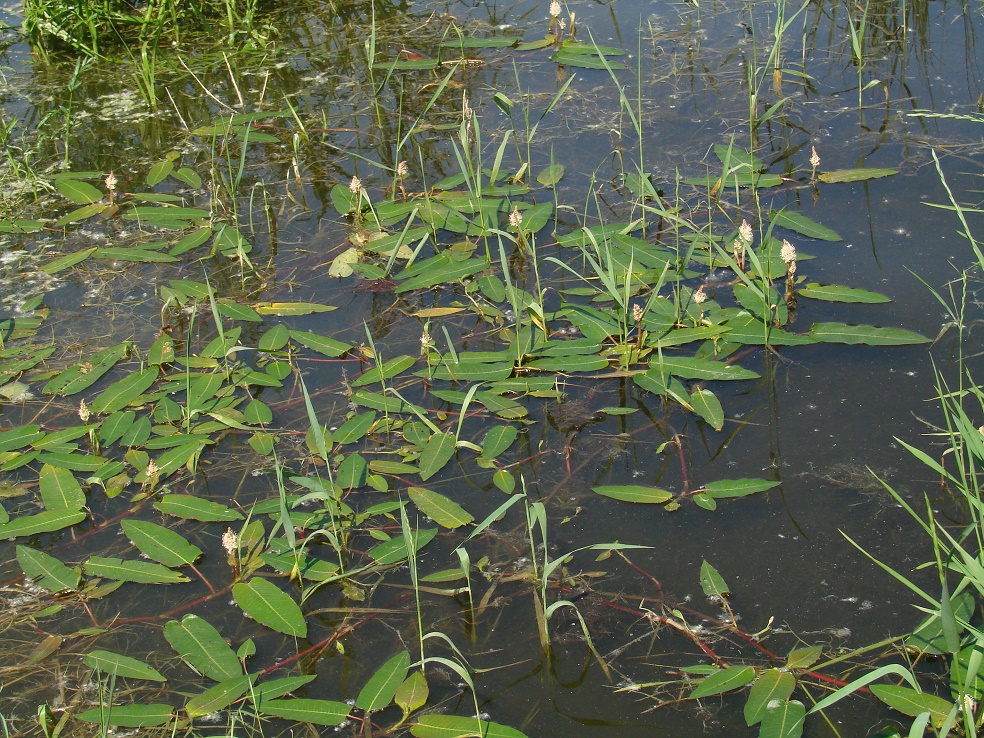 Image of Persicaria amphibia specimen.