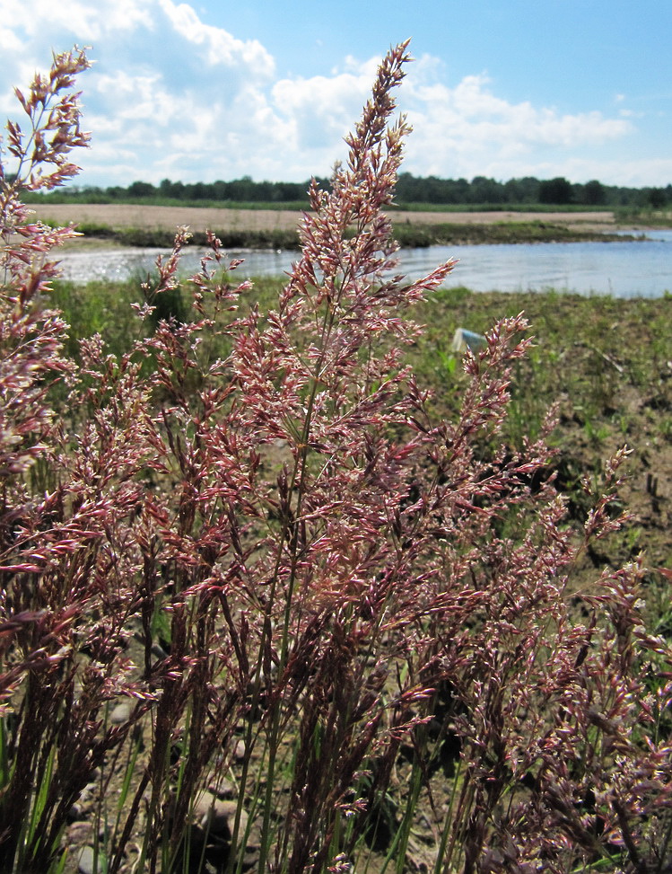 Image of Calamagrostis meinshausenii specimen.