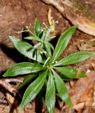 Galium odoratum