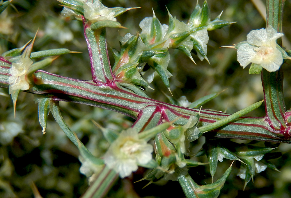 Image of Salsola tragus specimen.