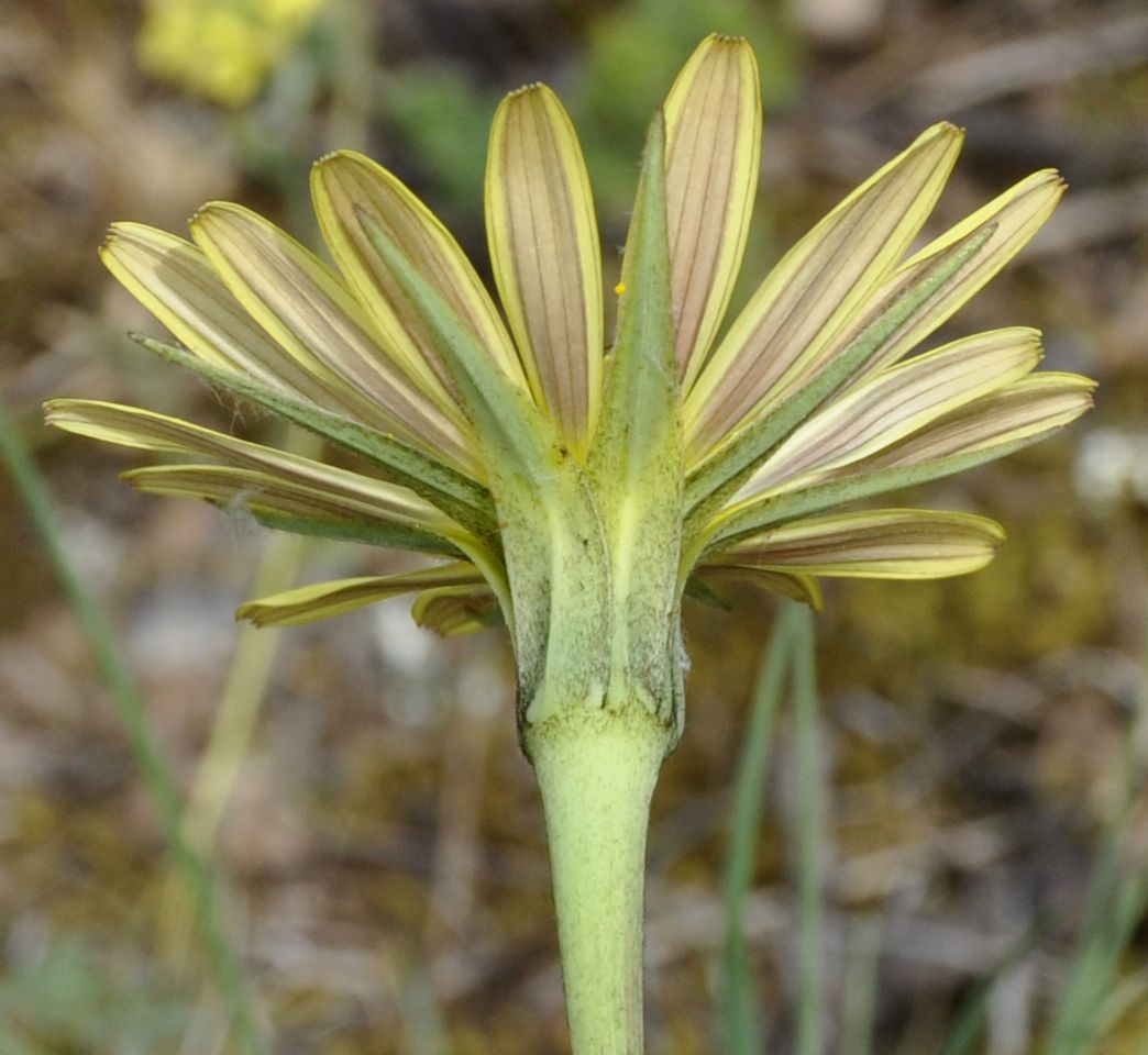 Image of genus Tragopogon specimen.